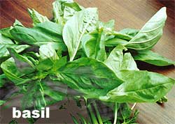 BASIL
