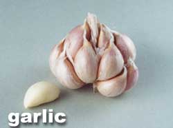 GARLIC