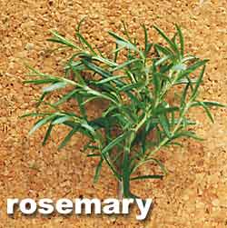 ROSEMARY