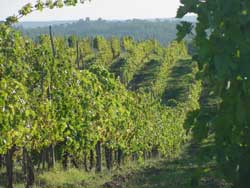VINEYARD