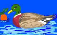 DUCK