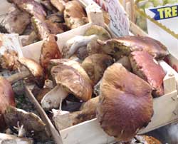 PORCINI